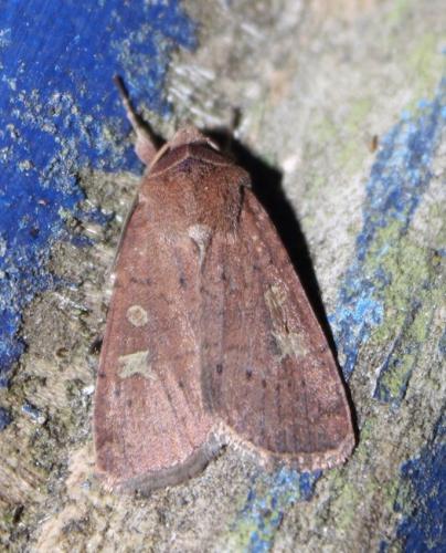 Réf. 238 907 : Xestia xanthographa